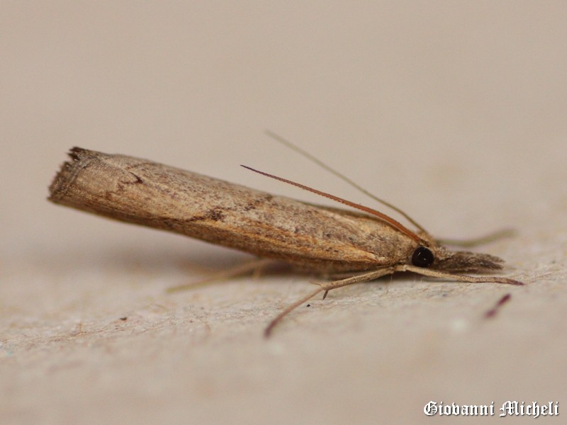 Agriphila...?